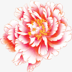 粉红色的牡丹花粉红色的大牡丹花高清图片