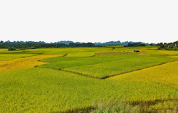 粮食稻谷一望无际的稻谷高清图片