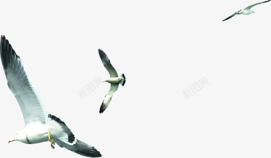 摄影度假区的海鸥png免抠素材_新图网 https://ixintu.com 度假区 摄影 海鸥