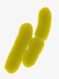 显微镜实物大肠杆菌高清图片