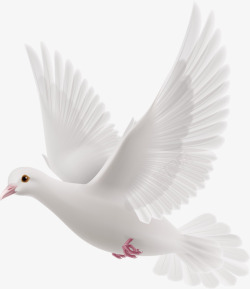 鸽子和平鸽白色飞翔的白鸽高清图片