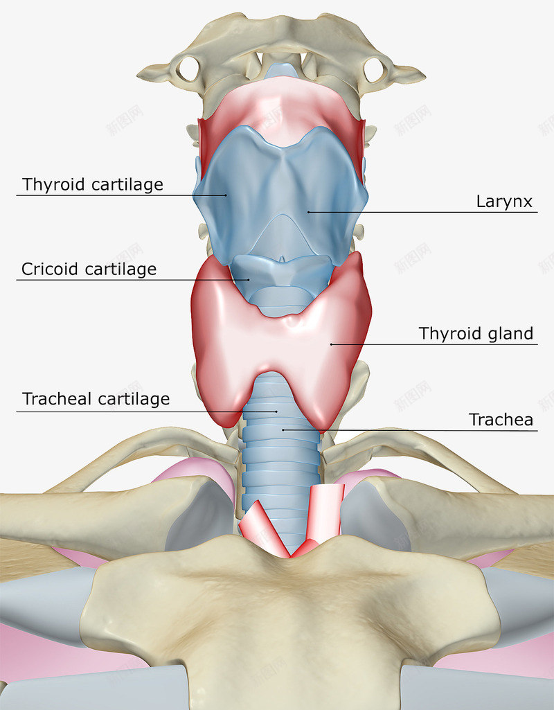 甲状腺医疗插图psd免抠素材_新图网 https://ixintu.com 人体肌肉结缔组织 医疗插图 喉咙 甲状腺