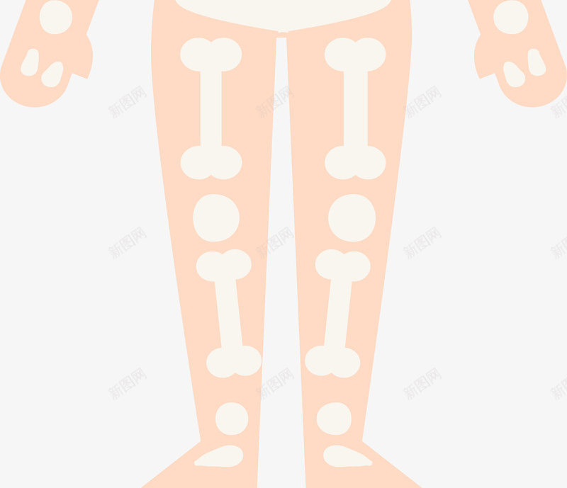 女人人体骨架图png免抠素材_新图网 https://ixintu.com 人体 人体器官 人体躯干 人的肢体 卡通人体 卡通肢体 器官 四肢 女人躯体 躯体