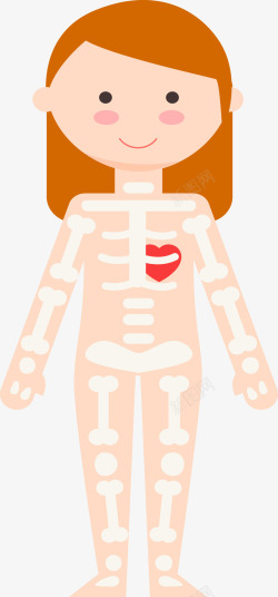 人的躯干女人人体骨架图高清图片