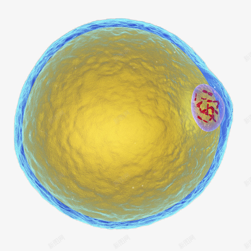 一个细胞立体插画png免抠素材_新图网 https://ixintu.com 3D 一个细胞立体插画 健康 卫生保健 含脂肪 生物学 细胞