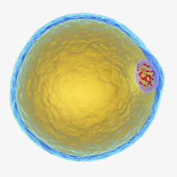 立体细胞一个细胞立体插画高清图片