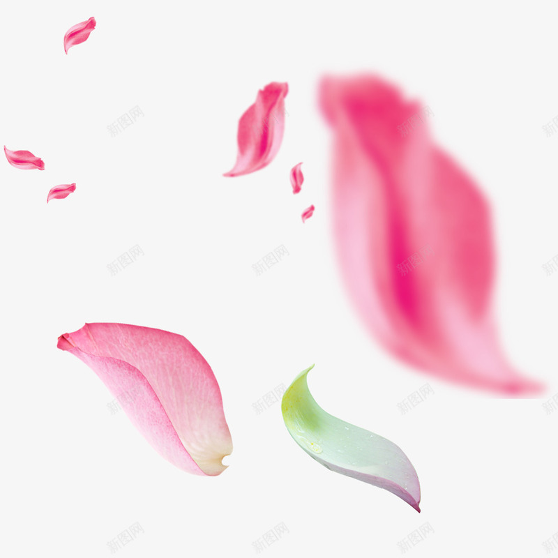 花瓣红色花瓣长花瓣png免抠素材_新图网 https://ixintu.com 完结撒花 洒落花瓣 红色 花瓣 花飘落