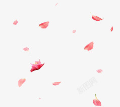 飞杨的花瓣漂浮花瓣高清图片
