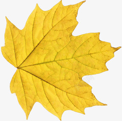 秋季金黄色树叶秋季枫叶树叶树木秋天高清图片