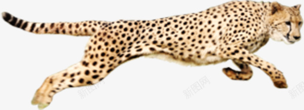奔跑猎豹png免抠素材_新图网 https://ixintu.com 凶猛动物 森林动物 猎豹头 豹头 运动动物 黑色斑点