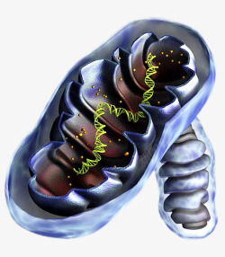 生物医学插画人体肌肉结缔组织线粒体横截面插高清图片