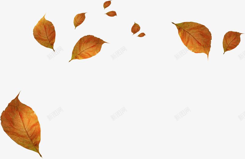 秋季凋零的树叶png免抠素材_新图网 https://ixintu.com 凋零的树叶 叶子 叶片 天 枫叶 树叶 秋天 落叶