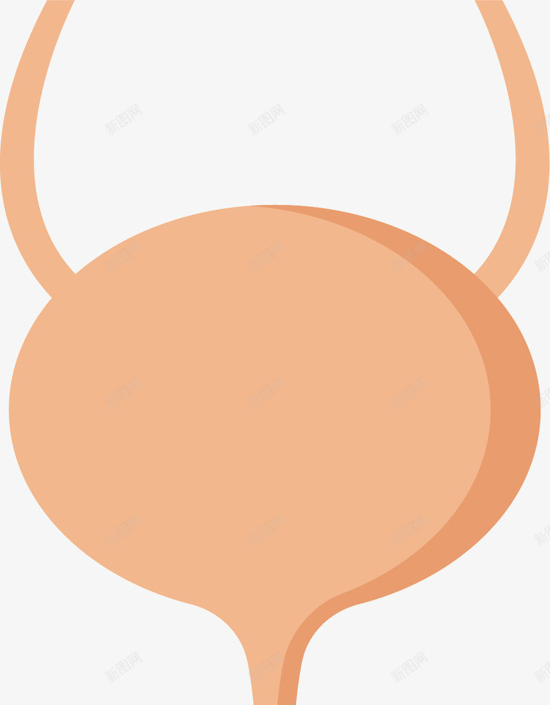 简单的膀胱手绘图png免抠素材_新图网 https://ixintu.com 人体内脏 人体器官 内脏 器官 手绘器官 手绘膀胱 简单手绘图