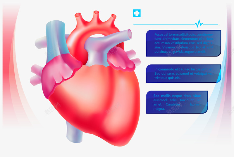 彩色心脏矢量图eps免抠素材_新图网 https://ixintu.com 分析 心脏 心血管 矢量图