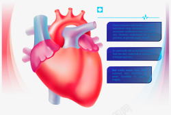 心脏血管彩色心脏矢量图高清图片