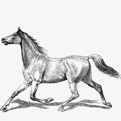 动物描写线描奔跑的马图标高清图片