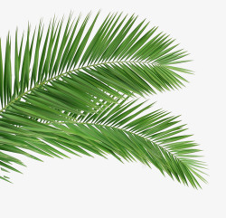 棕榈叶文艺装饰棕榈叶小清新绿植高清图片