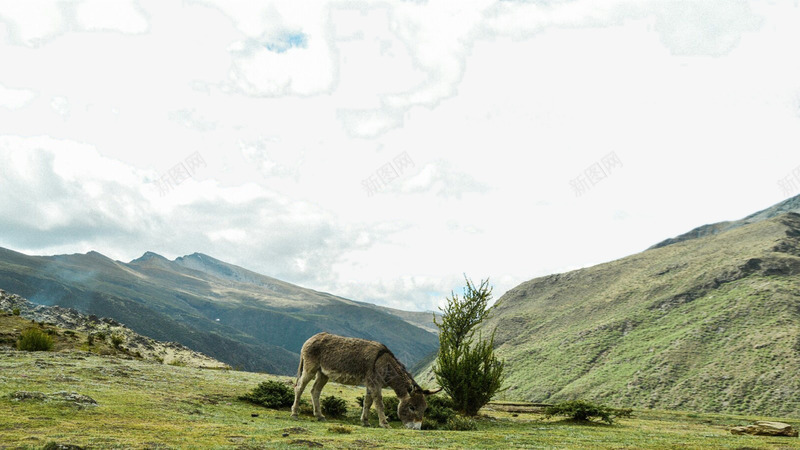 西藏拉萨草原三psd免抠素材_新图网 https://ixintu.com 名胜古迹 旅游风景 著名建筑