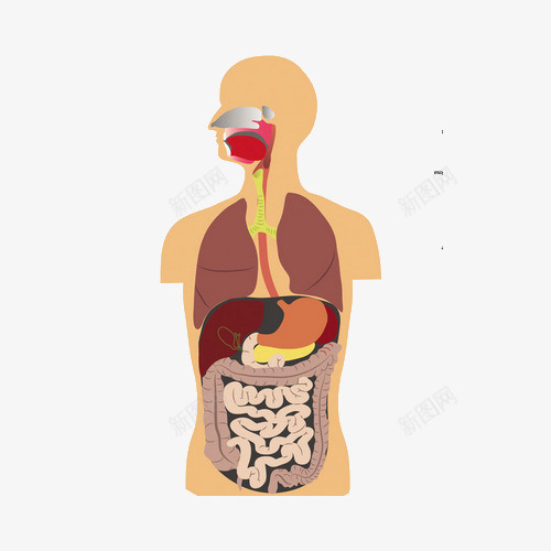 人体器官png免抠素材_新图网 https://ixintu.com 健康检查 卡通 卡通肠道 咽喉 手绘 检查 肠道 胃 解剖