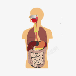健康肠道人体器官高清图片