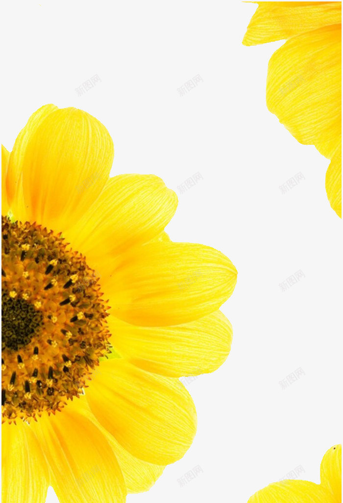 向日葵的夏天png免抠素材_新图网 https://ixintu.com 向日葵 背景 装饰 黄色