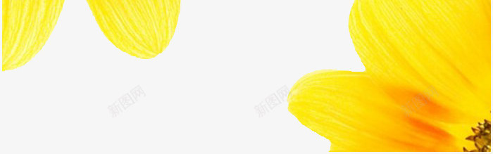 向日葵的夏天png免抠素材_新图网 https://ixintu.com 向日葵 背景 装饰 黄色