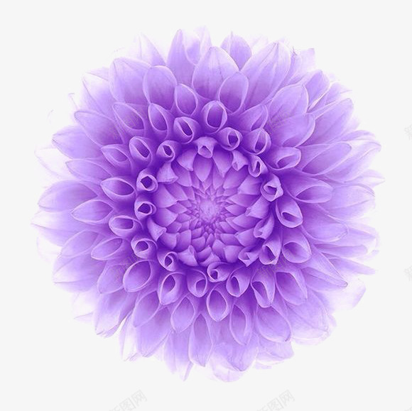 电脑制作紫色花朵png免抠素材_新图网 https://ixintu.com 制作 电脑 紫色 花朵
