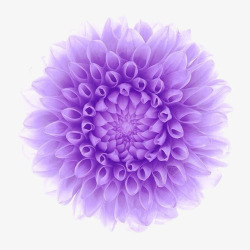 电脑制作紫色花朵素材
