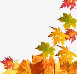 秋季树叶促销标签红色枫叶高清图片