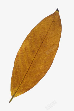 丝质植物背景图片黄色茶叶枯叶高清图片