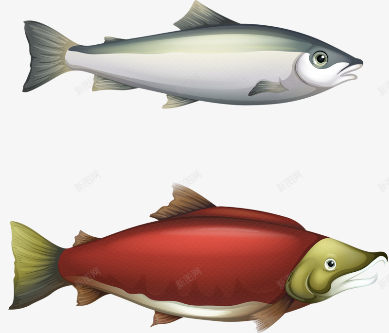 两条小鱼png免抠素材_新图网 https://ixintu.com 卡通 海底 红色 鱼