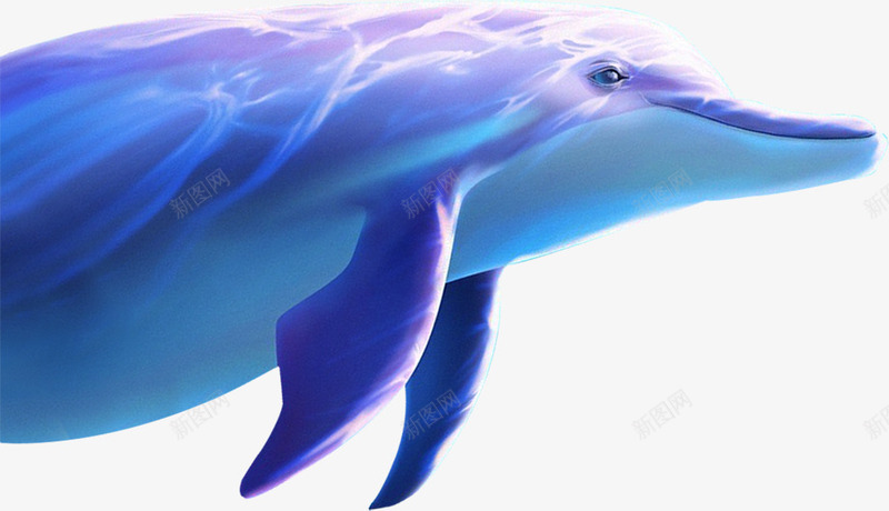 蓝色海豚夏天png免抠素材_新图网 https://ixintu.com 夏天 海豚 蓝色
