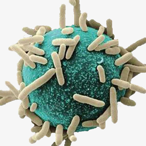 大肠杆菌png免抠素材_新图网 https://ixintu.com 大肠杆菌 微生物 显微镜下实物 有害微生物素材