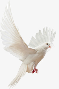 和平白鸽高清图片