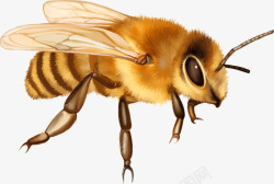 蜇人蜜蜂素材