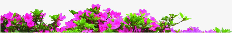 紫色鲜艳花朵装修png免抠素材_新图网 https://ixintu.com 紫色 花朵 装修 鲜艳