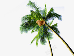 俯视船椰子树高清图片