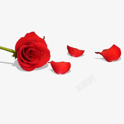 鲜红一朵鲜红色的玫瑰花和花瓣高清图片