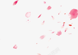 婚礼花粉色情人节漂浮花瓣高清图片