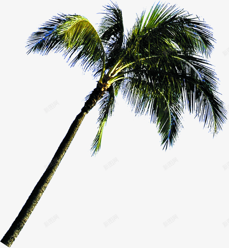 夏天海边的沙滩椰子树png免抠素材_新图网 https://ixintu.com 夏天 椰子树 沙滩 海边