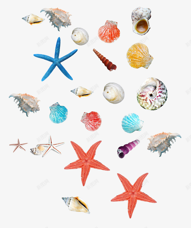 海底海星与贝壳螺2png免抠素材_新图网 https://ixintu.com 海底元素 海星 螺 贝壳