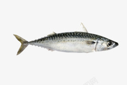 海底生物素材