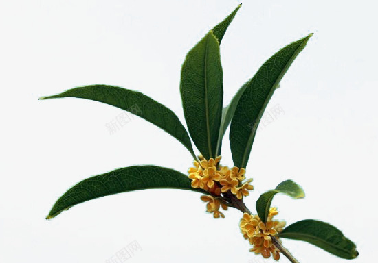 桂花枝png图片免费下载 素材0xkaakpwg 新图网