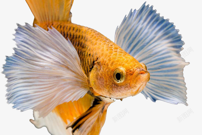 黄色鱼类png免抠素材_新图网 https://ixintu.com 海底世界 观赏鱼 黄色