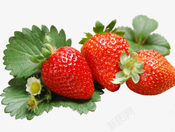 新鲜水果草莓素材