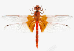 免抠素材红蜻蜓蜻蜓特写高清图片