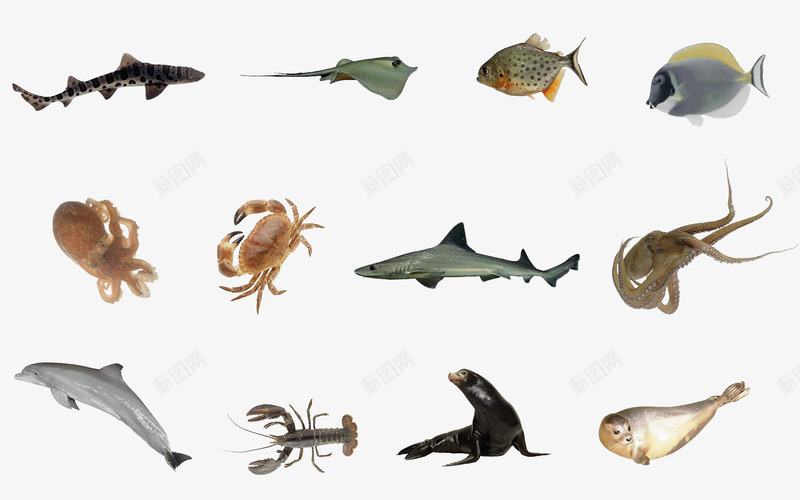 海底世界动物各式各样的鱼png免抠素材_新图网 https://ixintu.com 3D 3d卡通动物 卡通鱼 各式各样 海底世界 海底生物 鱼