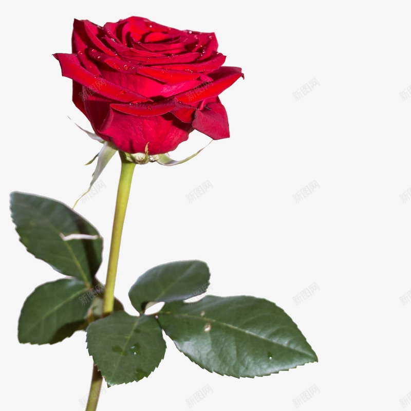 玫瑰植物png免抠素材_新图网 https://ixintu.com 一支玫瑰 一生一世 浪漫 爱情