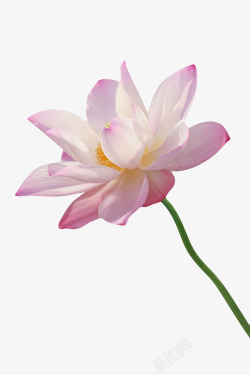 水芝粉红色纯洁的印度国花水芙蓉实物高清图片
