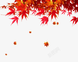 深秋背景金红枫叶高清图片